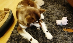 Đại thiếu gia mua đồng hồ 200 triệu cho ... chó gây sốc